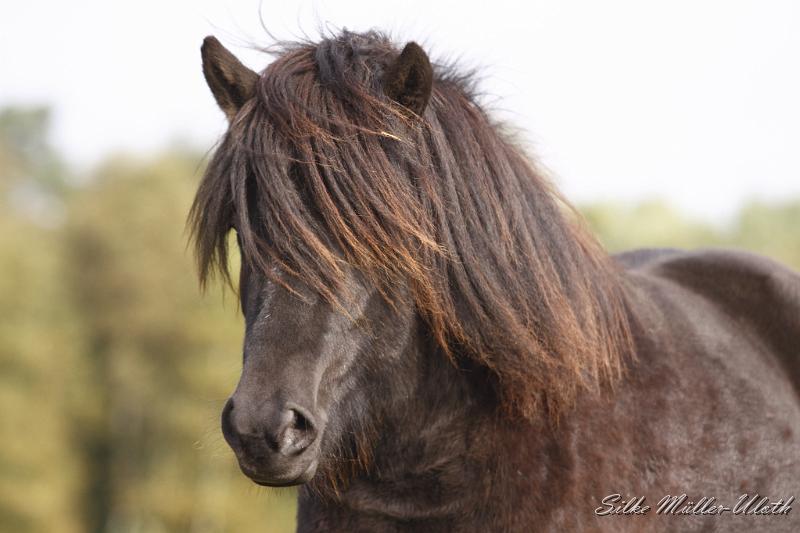 _MG_4434.JPG - Njola von Heidmoor