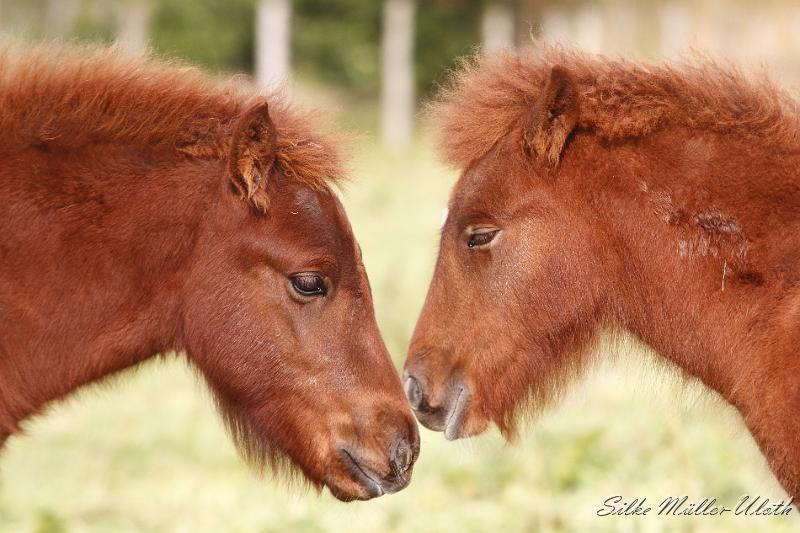 _MG_4443.JPG - Hrodur und Hroenn