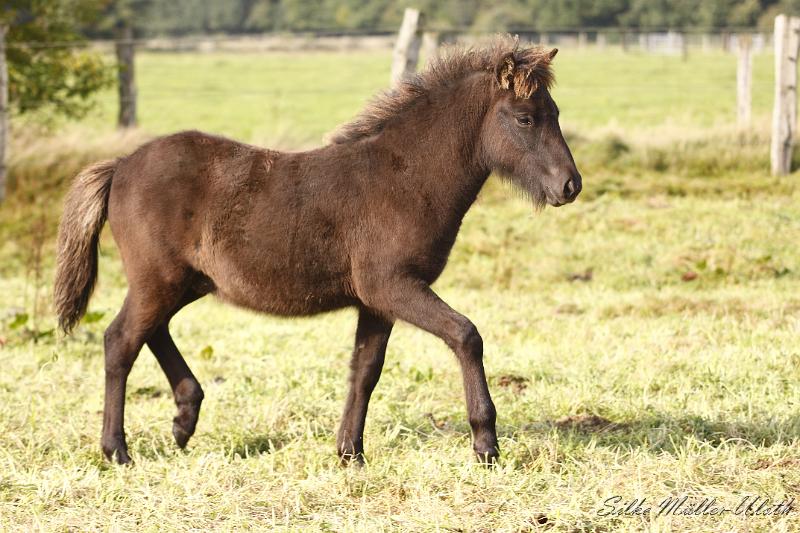 _MG_4448.JPG - Otur von Heidmoor