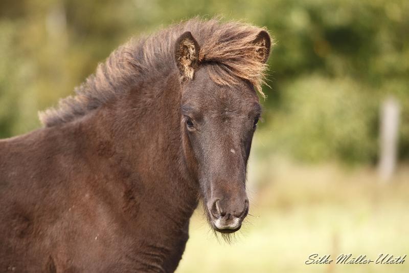 _MG_4454.JPG - Otur von Heidmoor