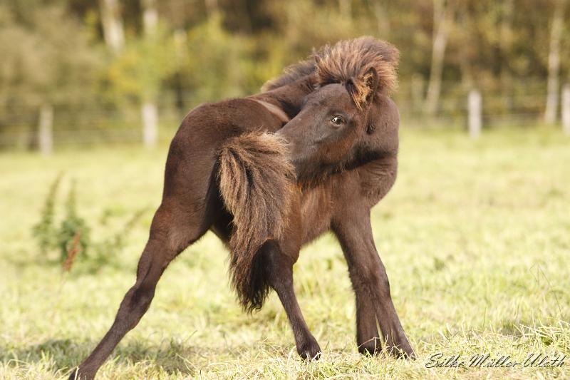_MG_4464.JPG - Otur von Heidmoor