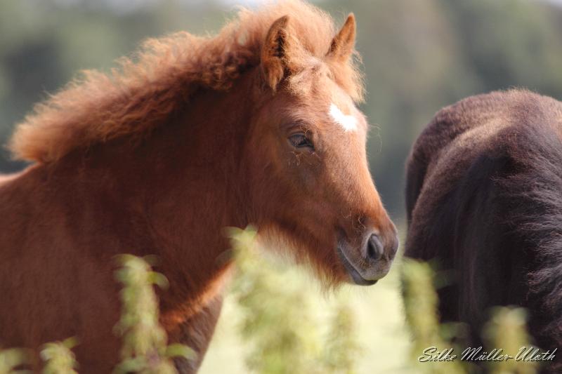 _MG_4471.JPG - Hroenn von Heidmoor