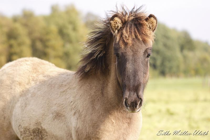 _MG_4480.JPG - Arwen von Heidmoor