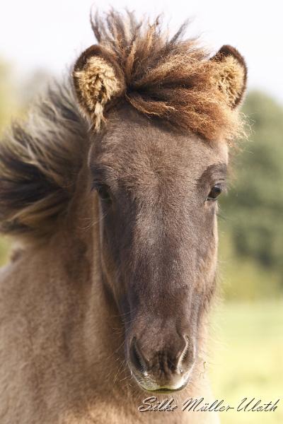 _MG_4484.JPG - Arwen von Heidmoor