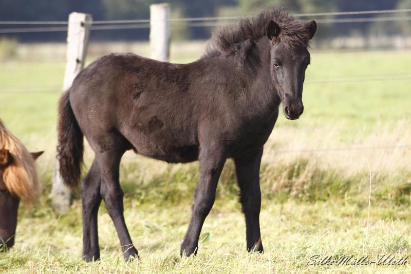 _MG_4488.JPG - Noi von Heidmoor