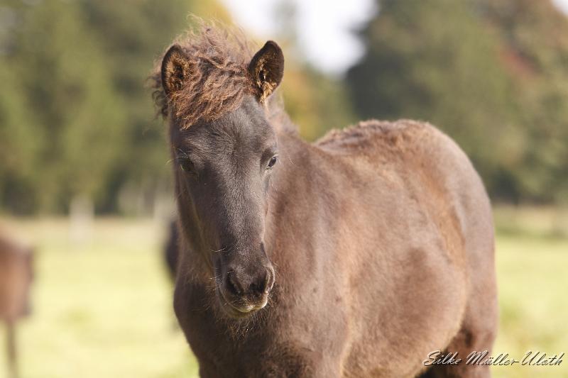 _MG_4490.JPG - Elias von Heidmoor