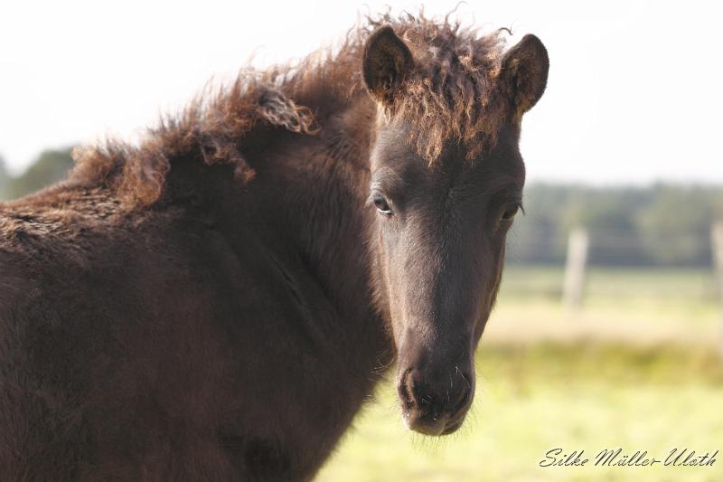 _MG_4496.JPG - Runi von Heidmoor
