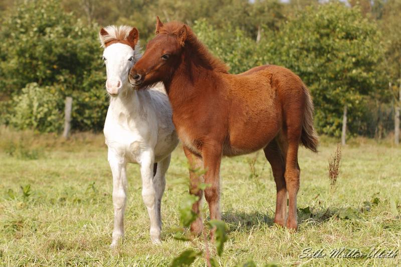_MG_4517.JPG - Fohlenspiel