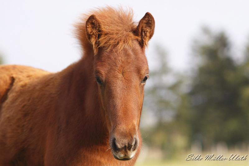 _MG_4532.JPG - Hrodur von Heidmoor