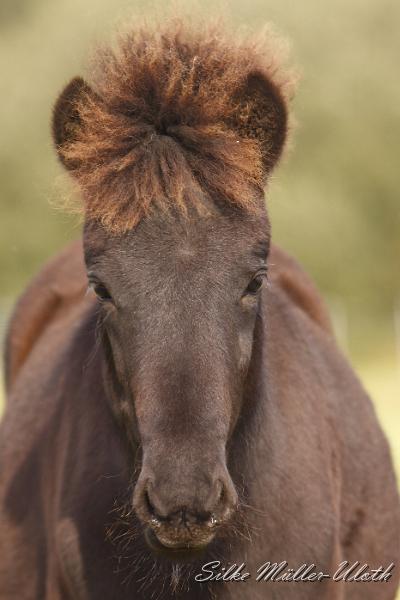 _MG_4533.JPG - Otur von Heidmoor