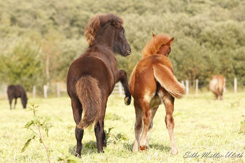 _MG_4537.JPG - Fohlenspiel