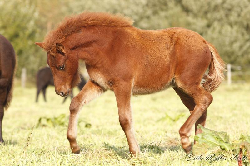 _MG_4547.JPG - Hrodur von Heidmoor