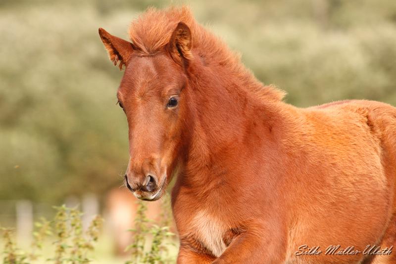 _MG_4565a.jpg - Hrodur von Heidmoor
