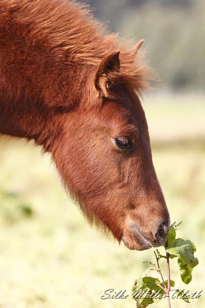 _MG_4571.JPG - Hrodur von Heidmoor