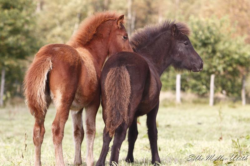 _MG_4575.JPG - Fohlenspiel