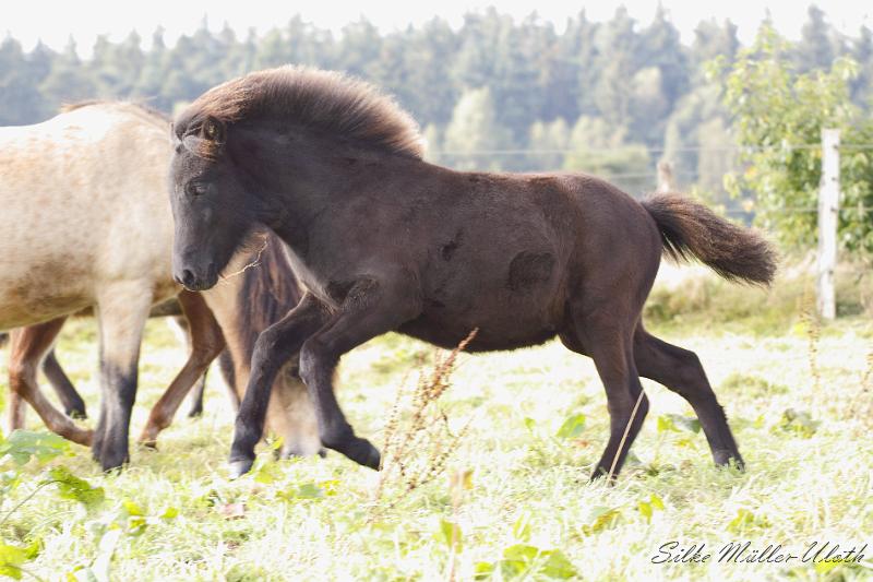 _MG_4588.JPG - Lukka von Heidmoor