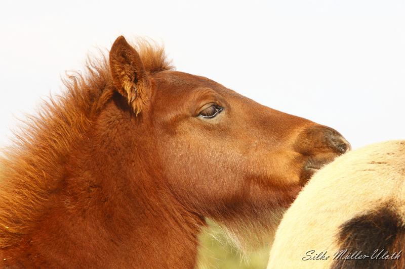 _MG_4601.JPG - Hrodur von Heidmoor