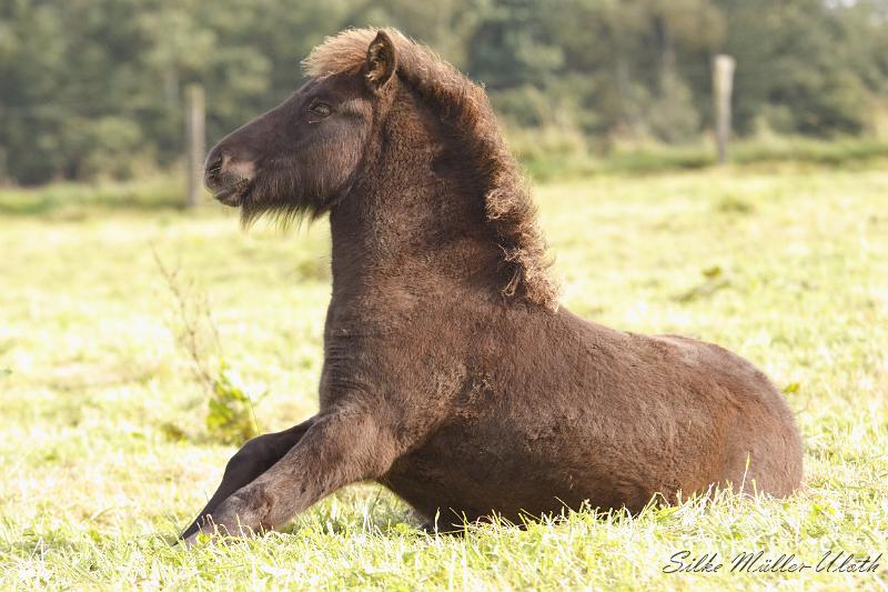 _MG_4605.JPG - Otur von Heidmoor