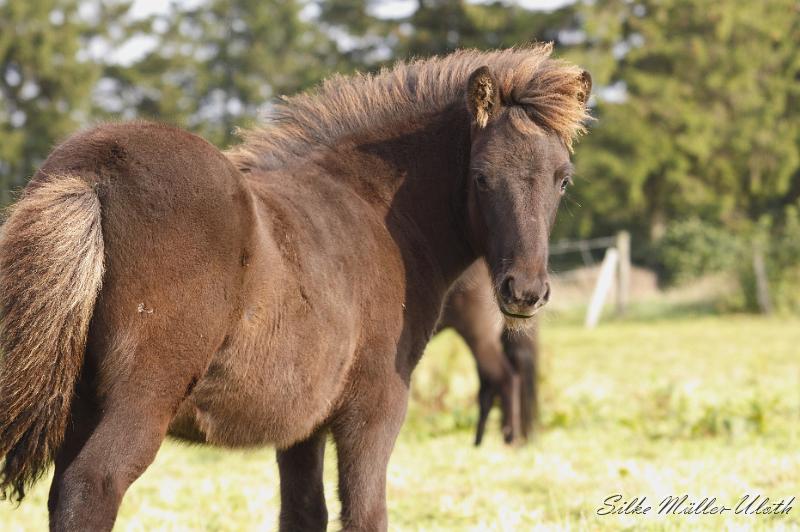 _MG_4609.JPG - Otur von Heidmoor