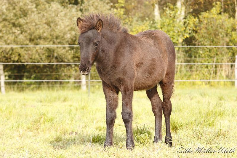 _MG_4613.JPG - Runi von Heidmoor
