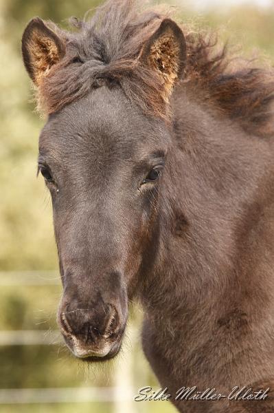 _MG_4618.JPG - Runi von Heidmoor