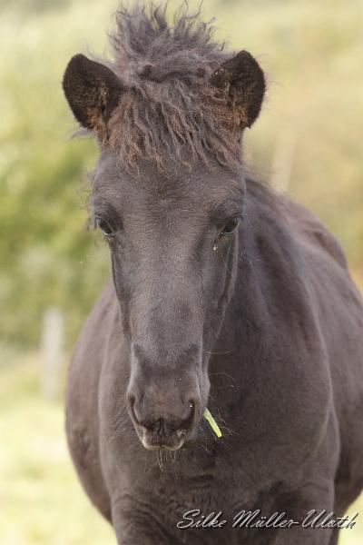 _MG_4621.JPG - Noi von Heidmoor