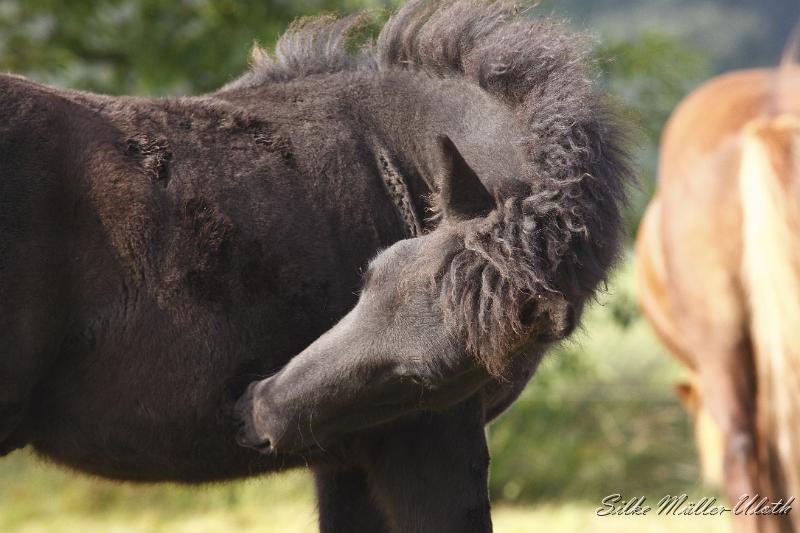 _MG_4623.JPG - Noi von Heidmoor