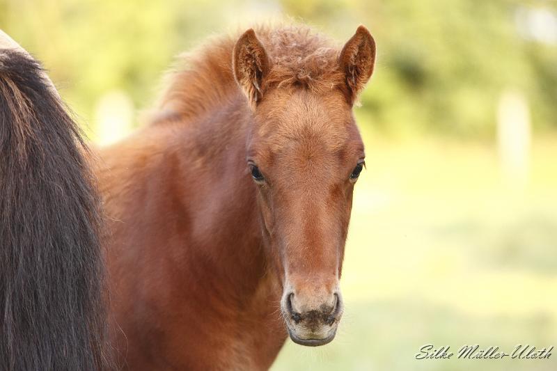 _MG_0347.JPG - Hrodur von Heidmoor