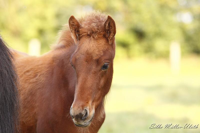 _MG_0349.JPG - Hrodur von Heidmoor