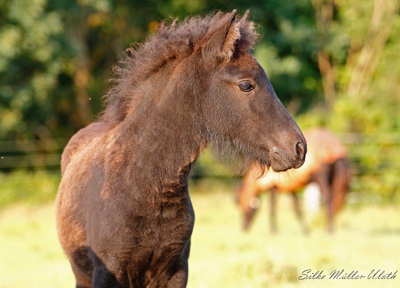 _MG_0374a.jpg - Djakna von Heidmoor