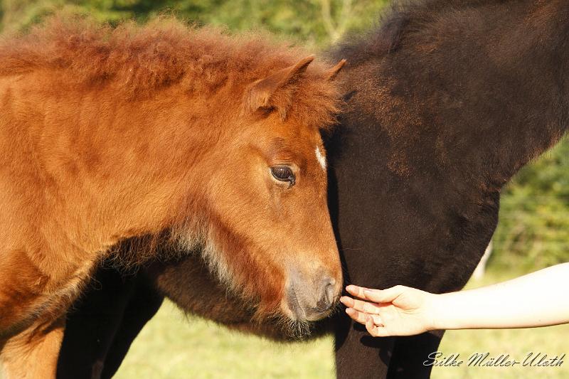 _MG_0396.JPG - Hroenn von Heidmoor