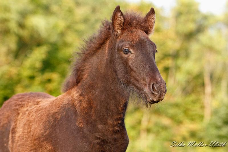 _MG_0403a.jpg - Djakna von Heidmoor