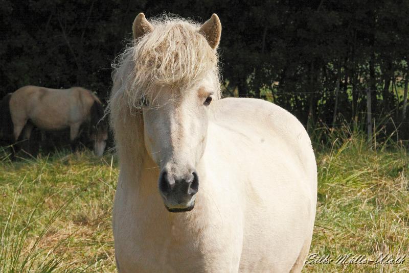 _MG_0408a.jpg - Sola von Heidmoor