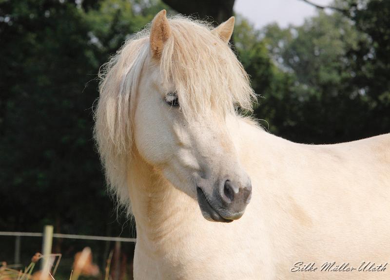 _MG_0421a.jpg - Sola von Heidmoor - eine Garpur von Carlshoej Tochter