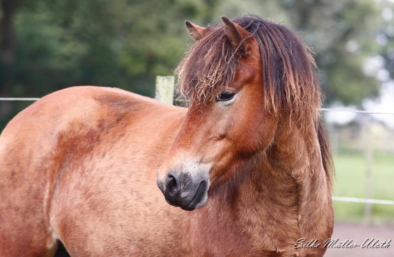 _MG_0434a.jpg - Gina von Heidmoor