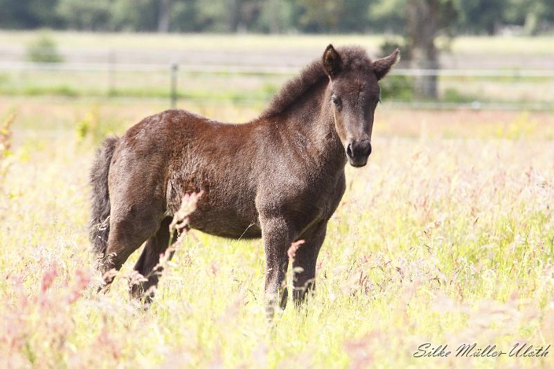 _MG_5445.JPG - Otur von Heidmoor