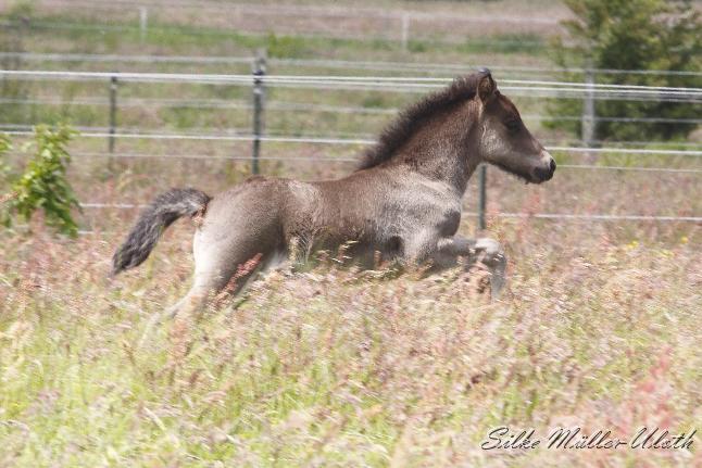 _MG_5454.JPG - Otur von Heidmoor