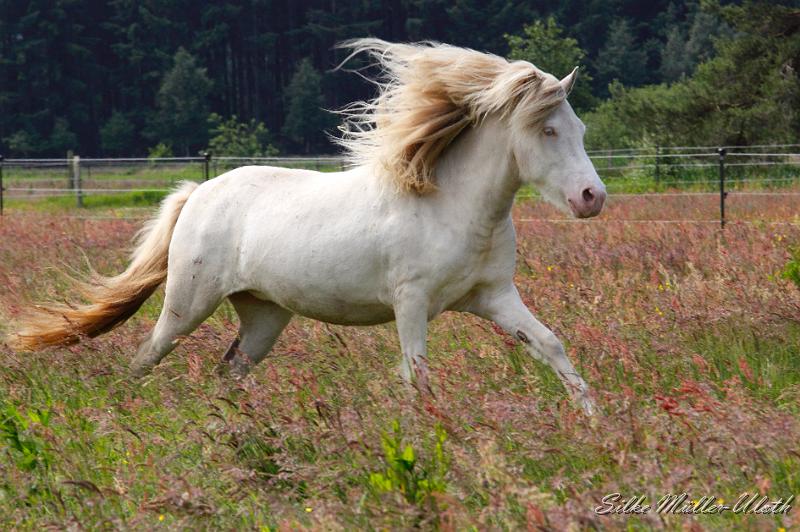 _MG_5464.JPG - Enya von Heidmoor