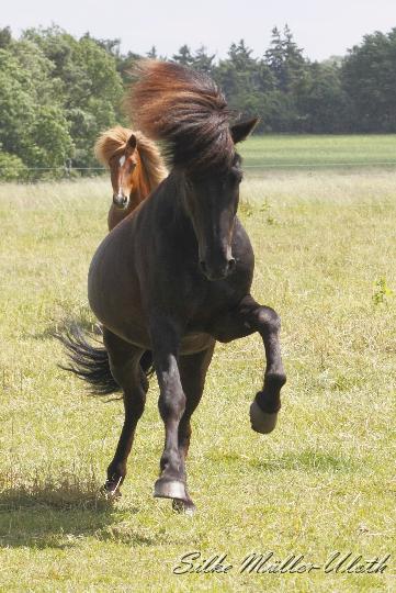 _MG_5535.JPG - Alvar und seine Deckherde