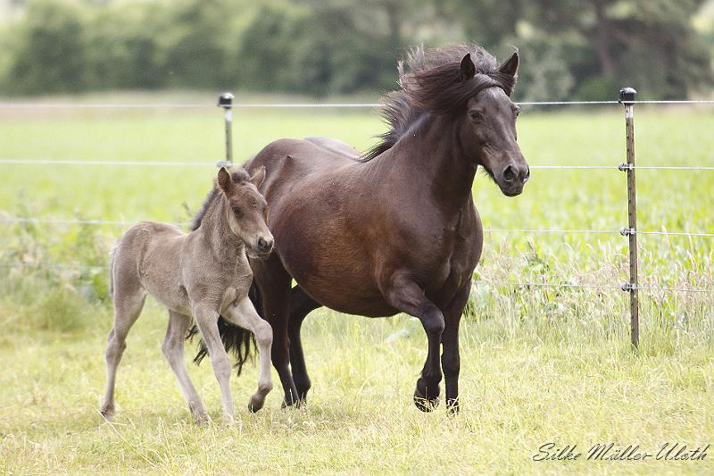 _MG_5558.JPG - Otur und seine Mutter Orka