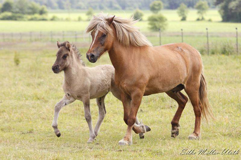 _MG_5560.JPG - Arwen und ihre Mutter Petra