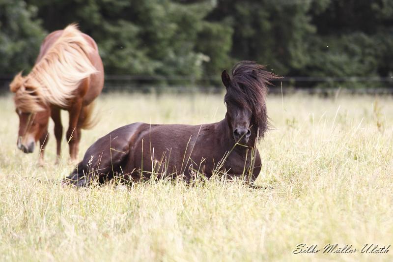 _MG_5579.JPG - Alvar