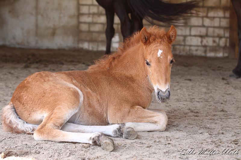 _MG_5780.JPG - Stutfohlen