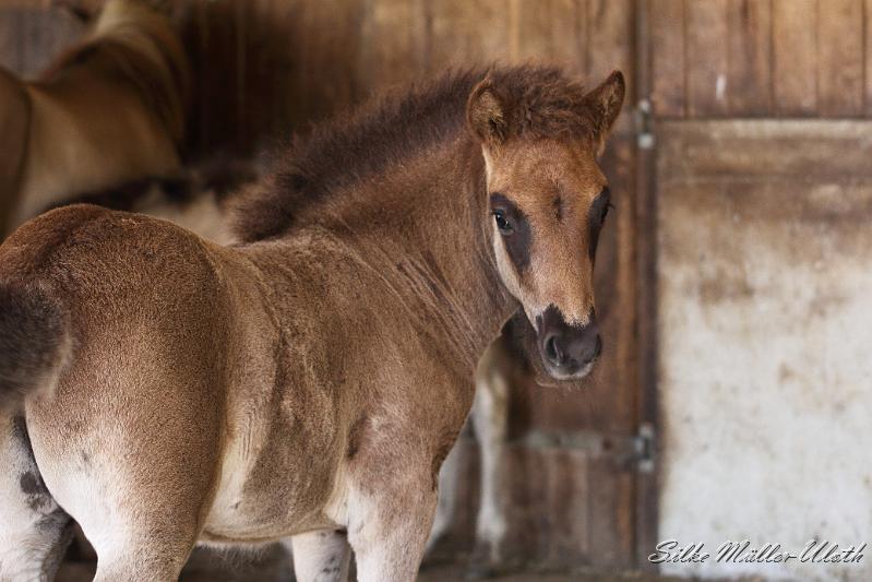 _MG_5781.JPG - Otur von Heidmoor