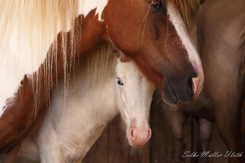 _MG_5782.JPG - Hengstfohlen