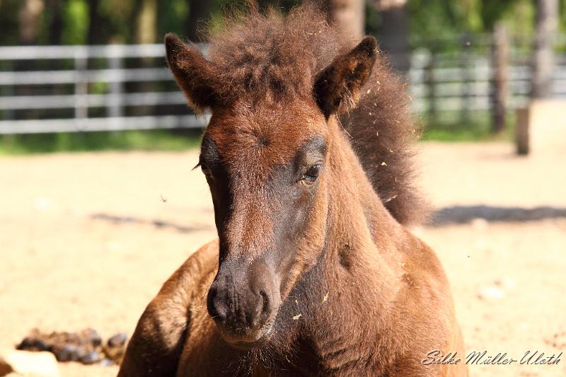 _MG_5787.JPG - Lukka von Heidmoor