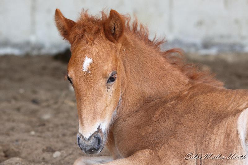 _MG_5793.JPG - Stutfohlen