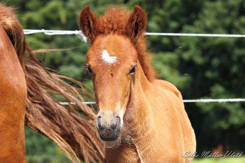 _MG_5816.JPG - Hroenn von Heidmoor
