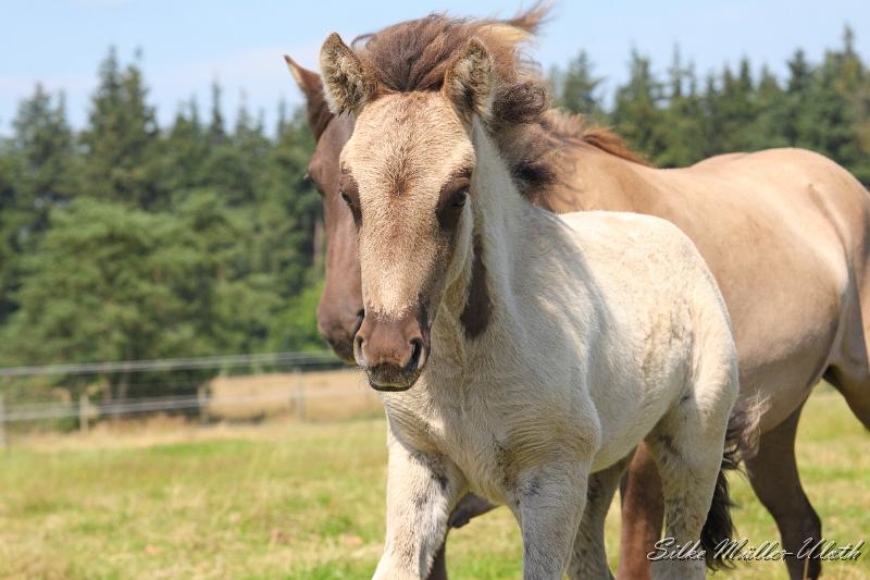 _MG_5828.JPG - Sjonni