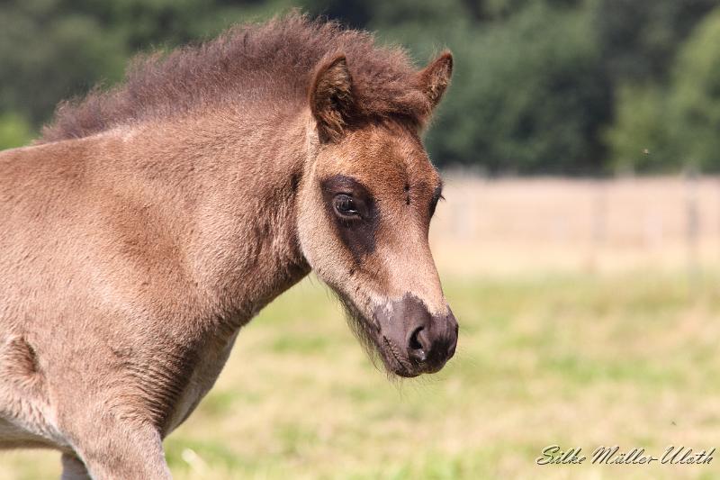 _MG_5840.JPG - Otur von Heidmoor